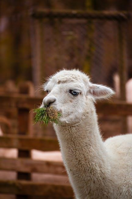 washing instructions for alpaca wool